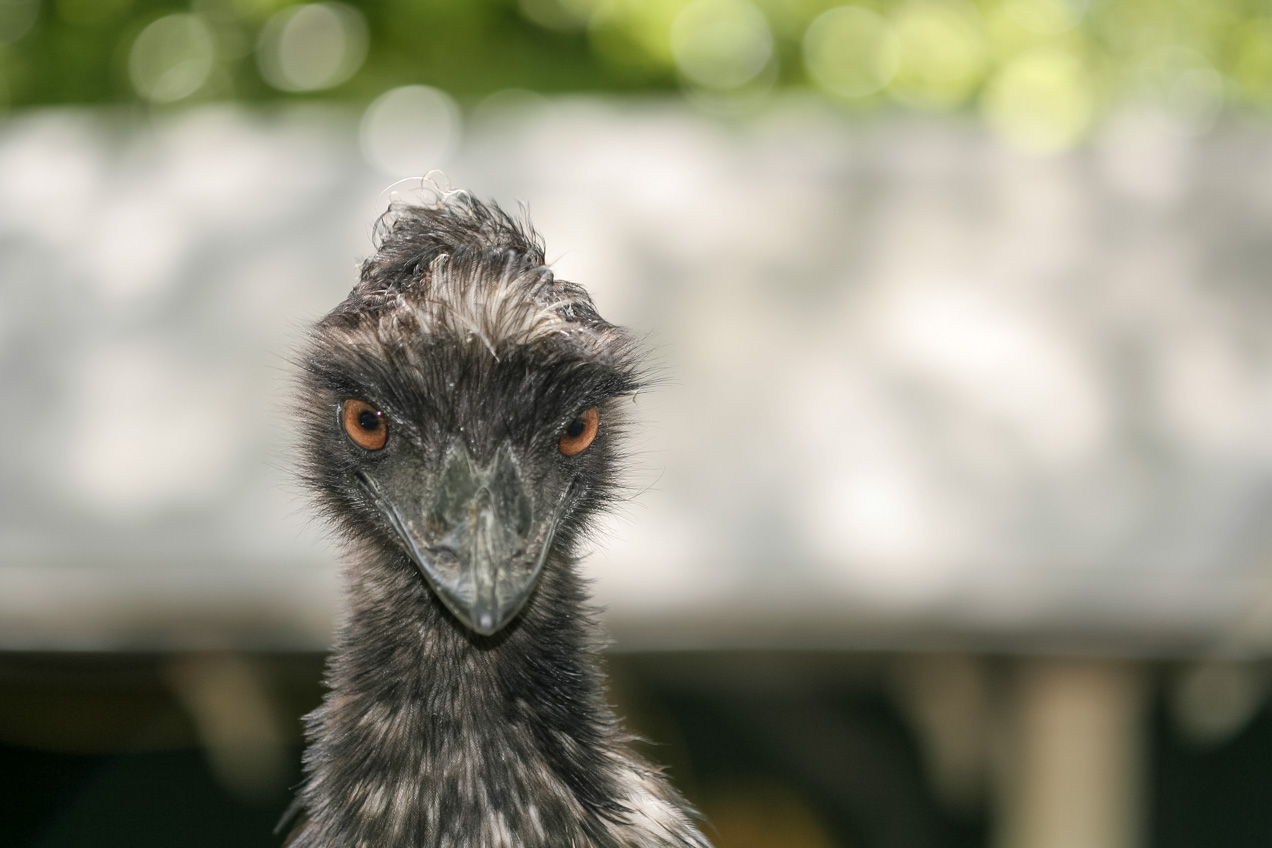 Avestruz en el zoo de Amsterdam. © mateoht 1990-2013 - http://lafotodeldia.net