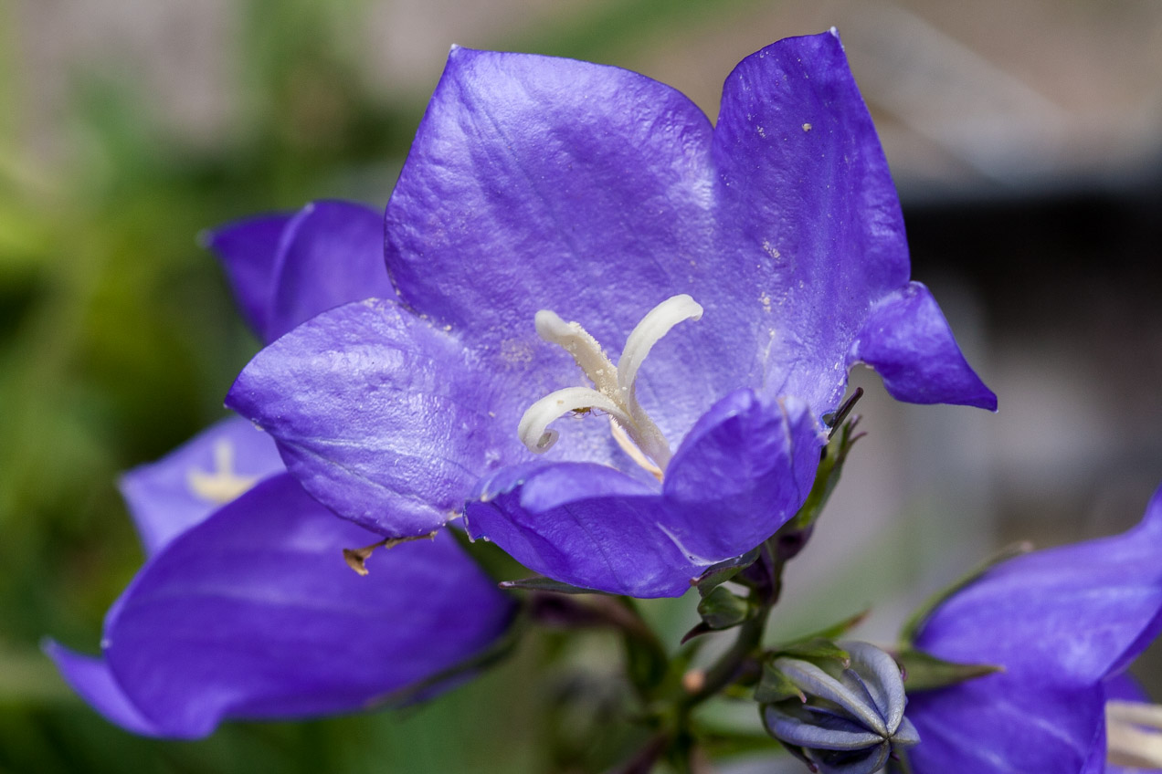 Flor morada. © mateoht 1990-2013 - http://lafotodeldia.net