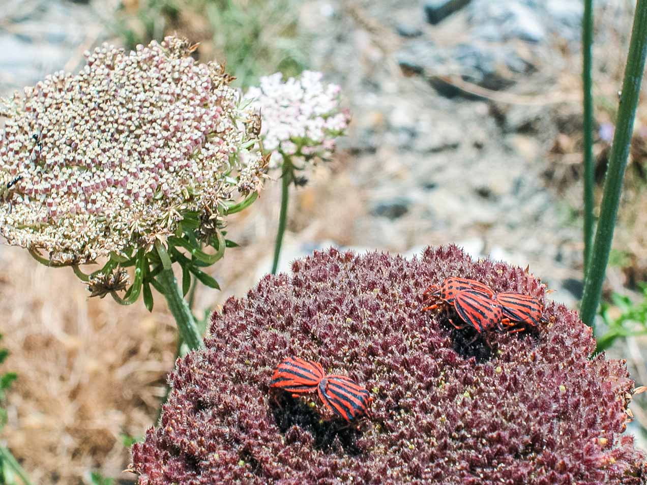 Insectos en una flor. © mateoht 1990-2013 - http://lafotodeldia.net