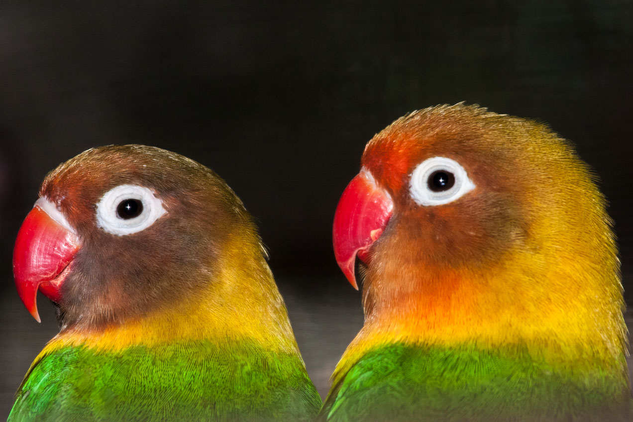 Loros en Costa Rica. © mateoht 1990-2013 - http://lafotodeldia.net