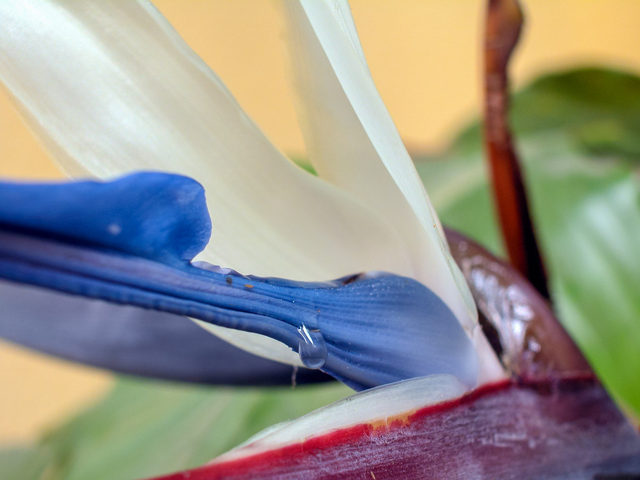 Gota. © mateoht 1990-2013 - http://lafotodeldia.net