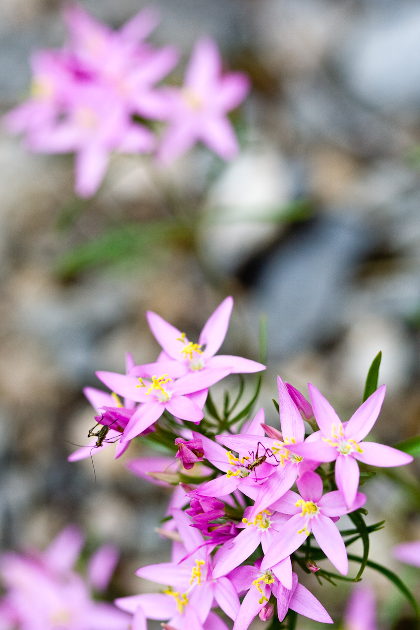 Insectos en las flores. © mateoht 1990-2013 - http://lafotodeldia.net