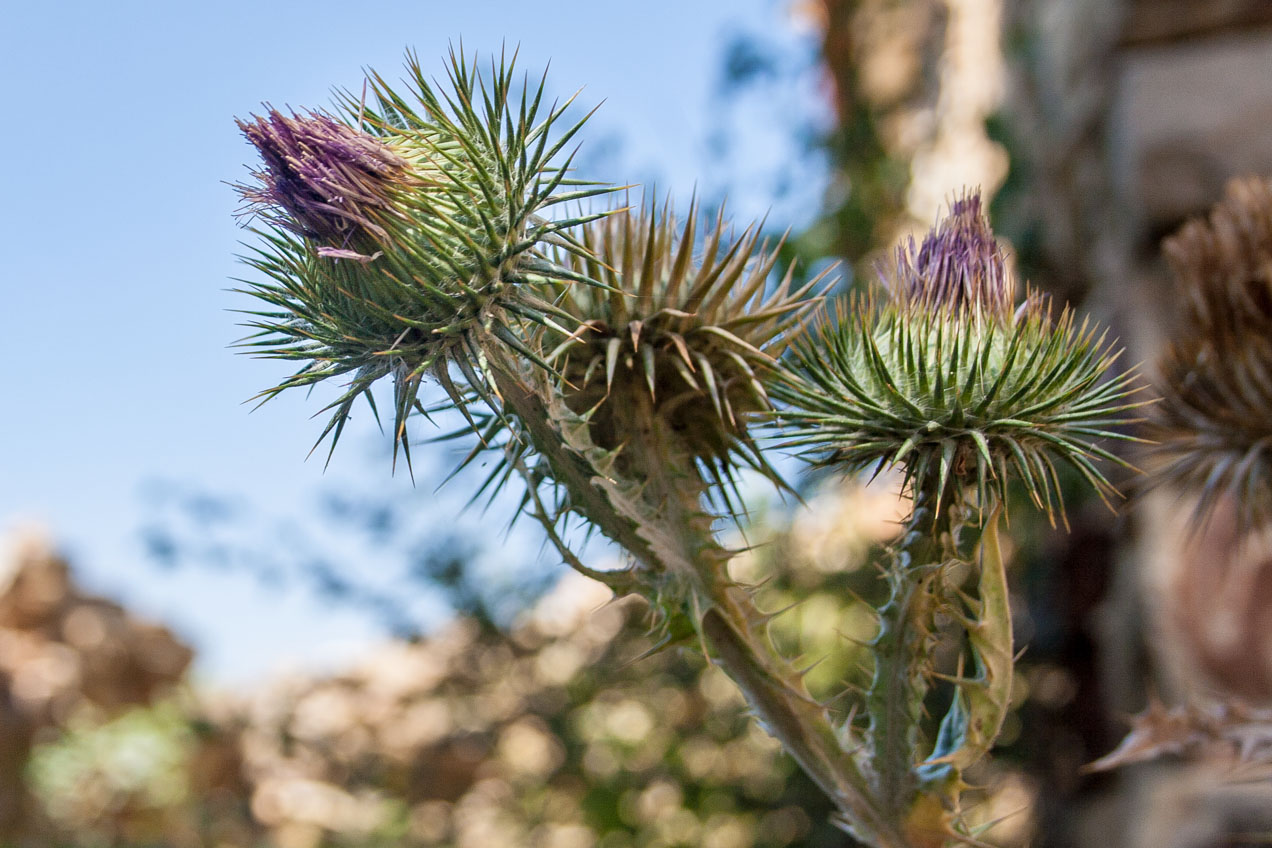 Cardos en Oropesa, Castellón. © mateoht 1990-2013 - http://lafotodeldia.net