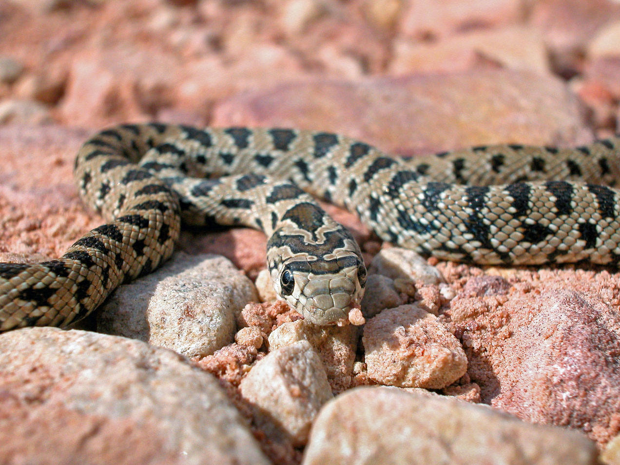 Culebra en el camino, Segart, Valencia. © mateoht 1990-2013 - http://lafotodeldia.net