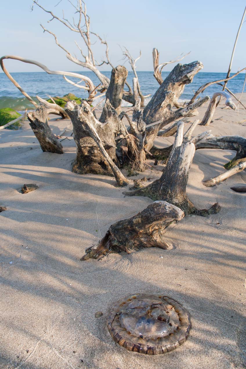 Medusa en una playa de Arles, Francia. © mateoht 1990-2013 - http://lafotodeldia.net