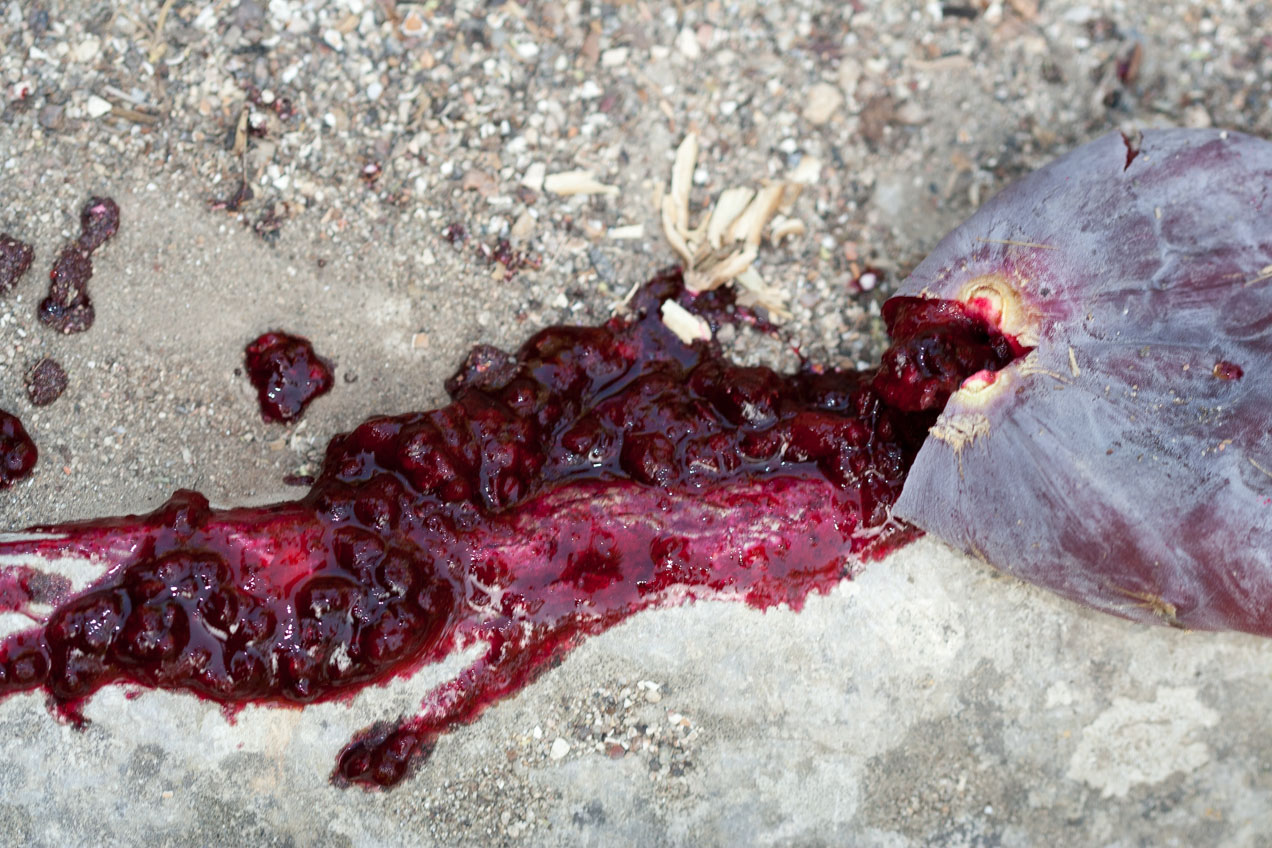 Higo chafado en el suelo. © mateoht 1990-2013 - http://lafotodeldia.net