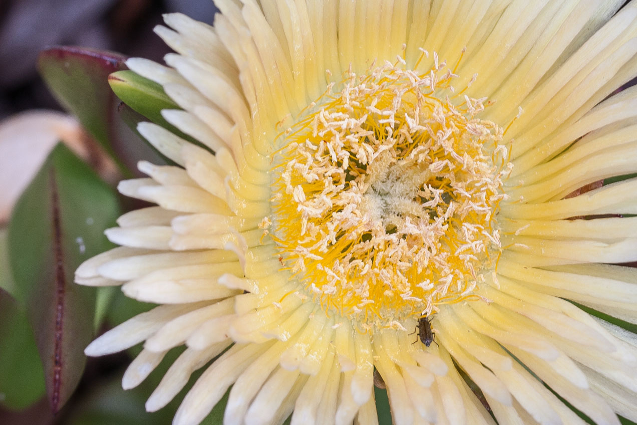 Flor amarilla. © mateoht 1990-2013 - http://lafotodeldia.net