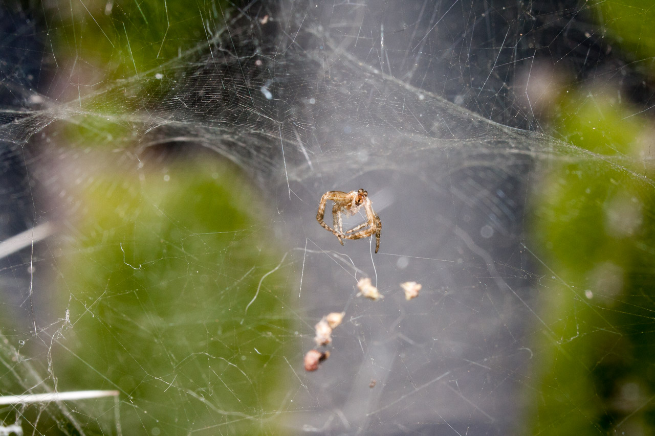 Araña tejiendo la tela. © mateoht 1990-2013 - http://lafotodeldia.net