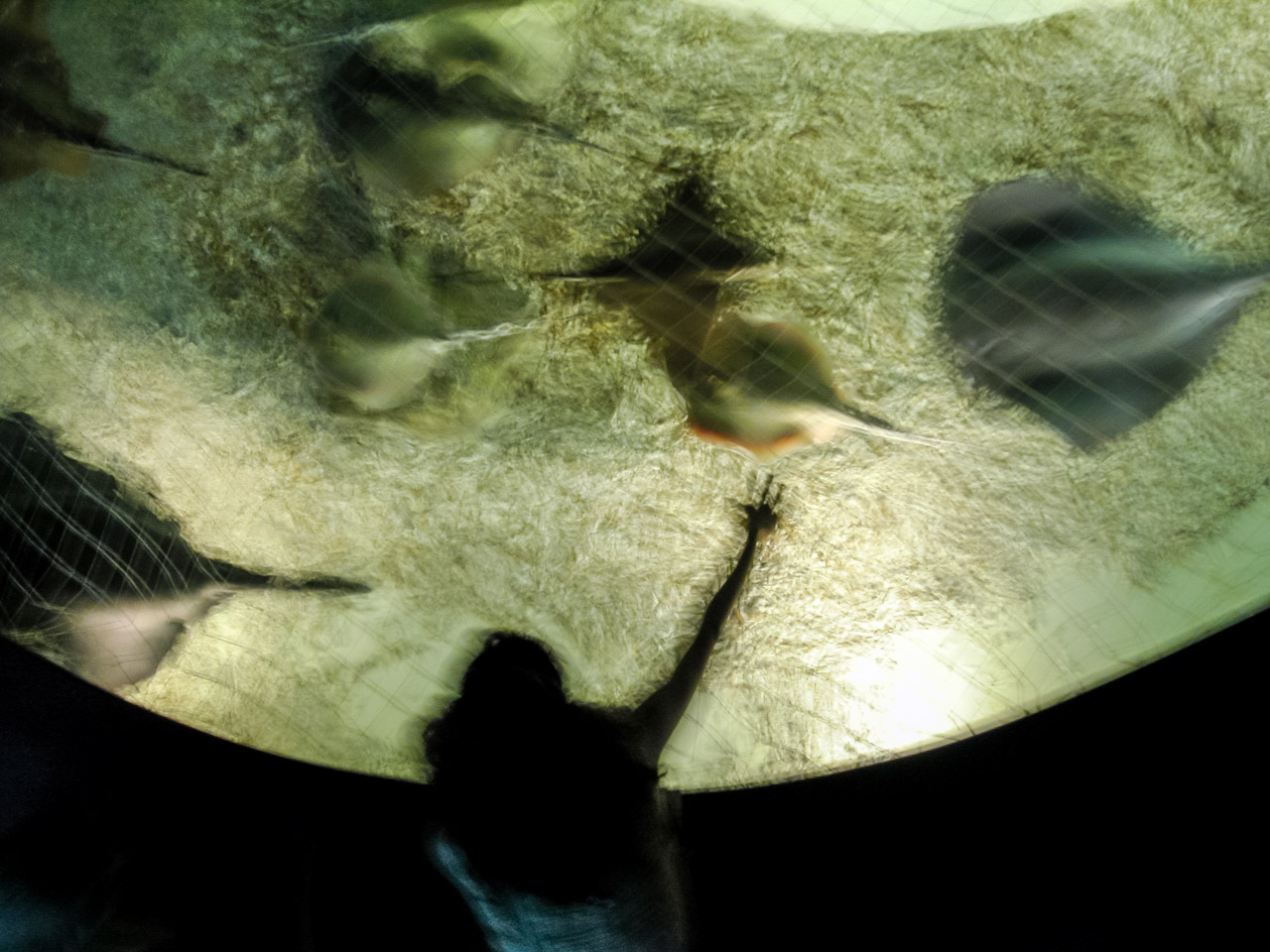 Juegos con rayas en el Acuario de Barcelona. © mateoht 1990-2013 - http://lafotodeldia.net