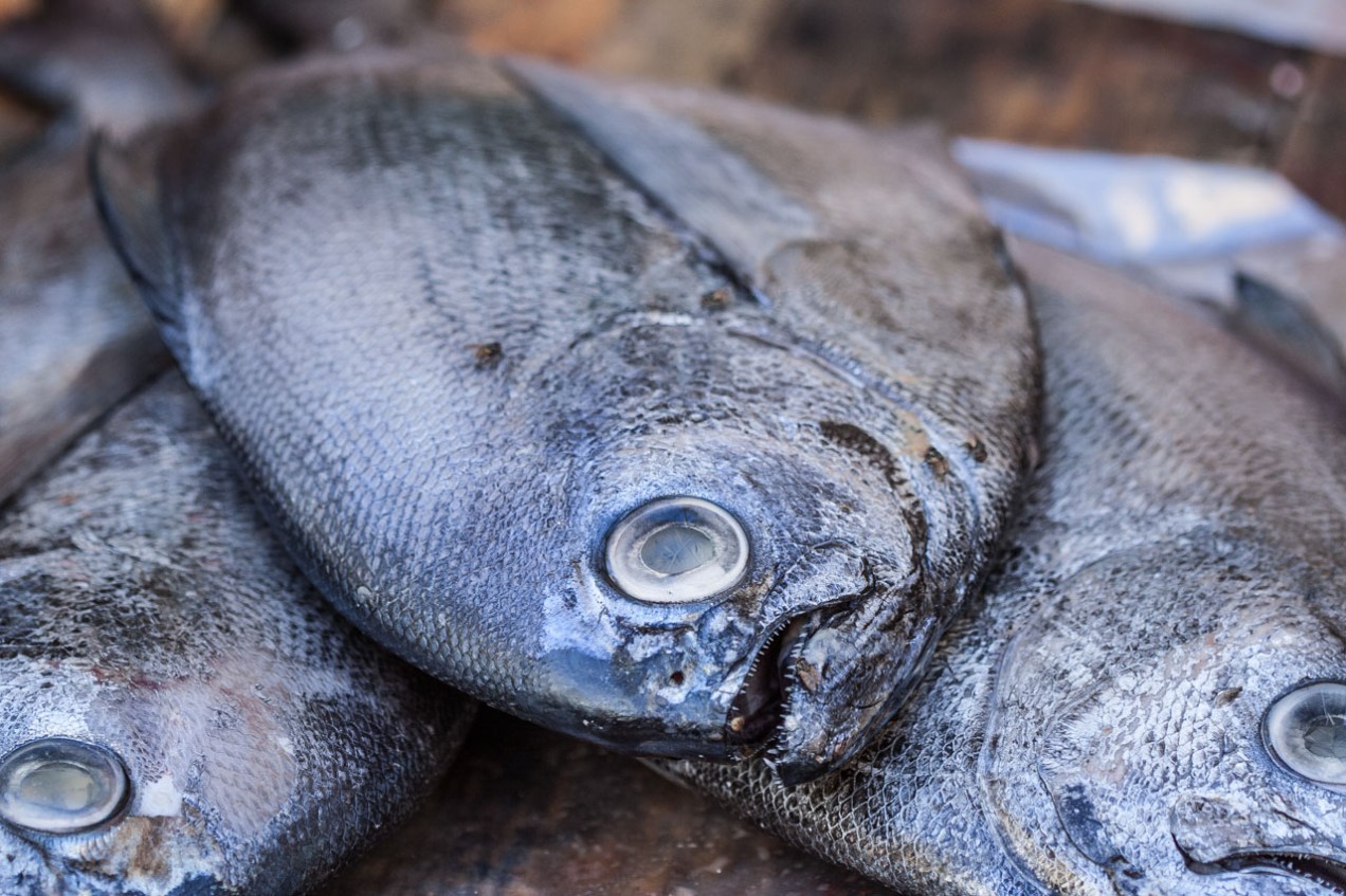 Peces en la pescadería, Lisboa, Portugal. © mateoht 1990-2013 - http://lafotodeldia.net