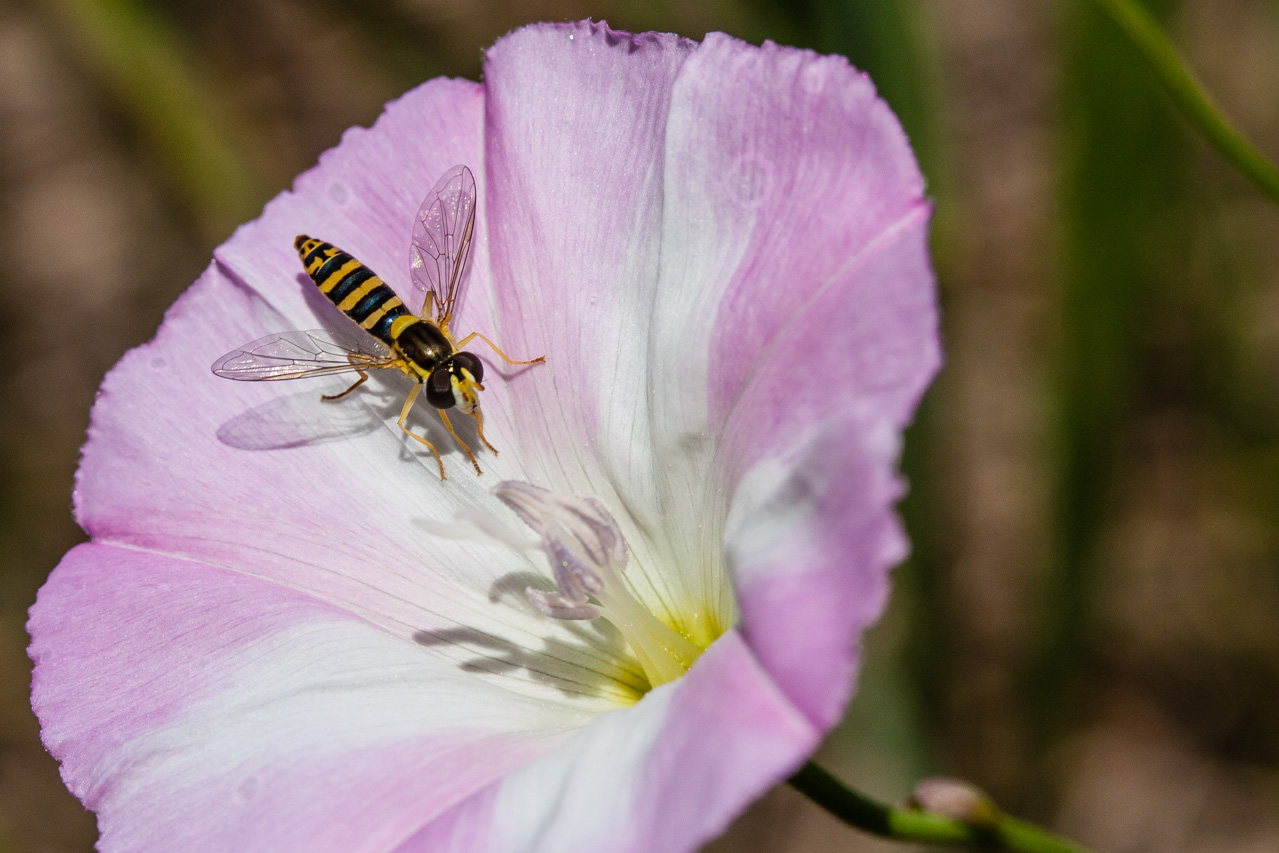 Avispa  en una flor. © mateoht 1990-2013 - http://lafotodeldia.net