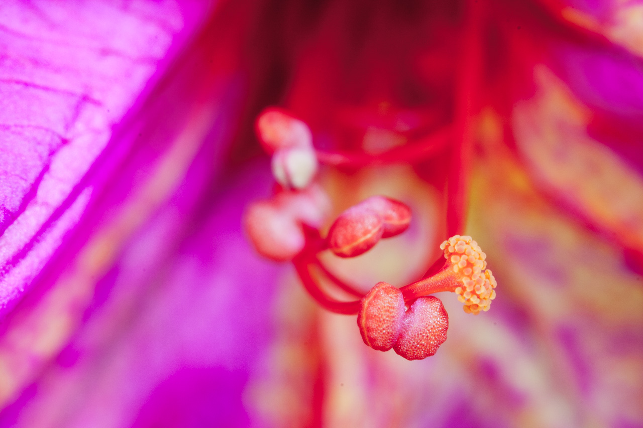 Pistilos de una flor. © mateoht 1990-2013 - http://lafotodeldia.net