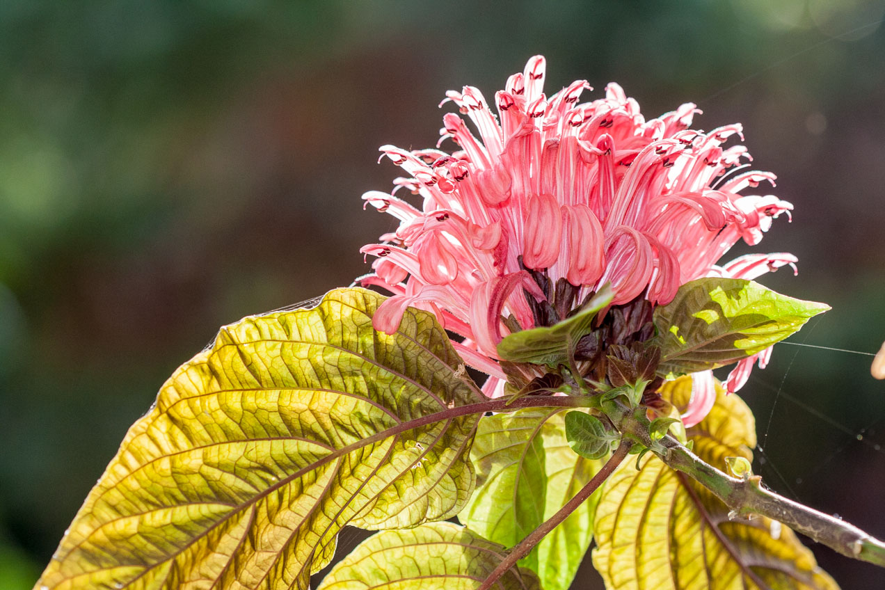 Flor rosada. © mateoht 1990-2013 - http://lafotodeldia.net