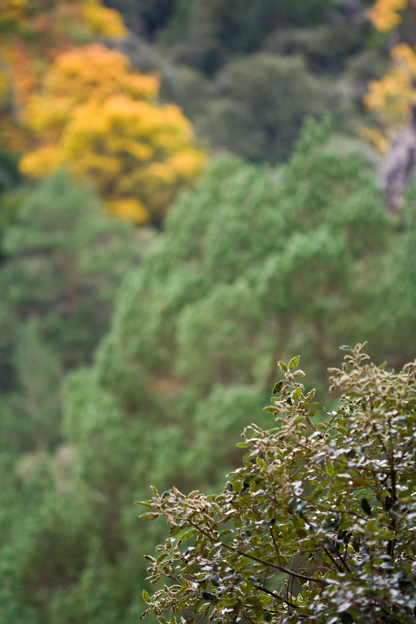 Bosque en Fredes, Castellón. Cartel en Lisboa, Portugal. © mateoht 1990-2013 - http://lafotodeldia.net