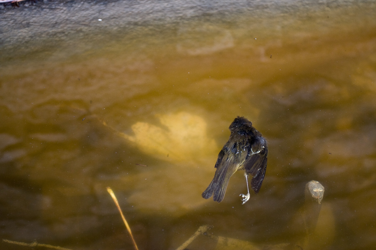 Pájaro muerto en una charca. © mateoht 1990-2013 - http://lafotodeldia.net