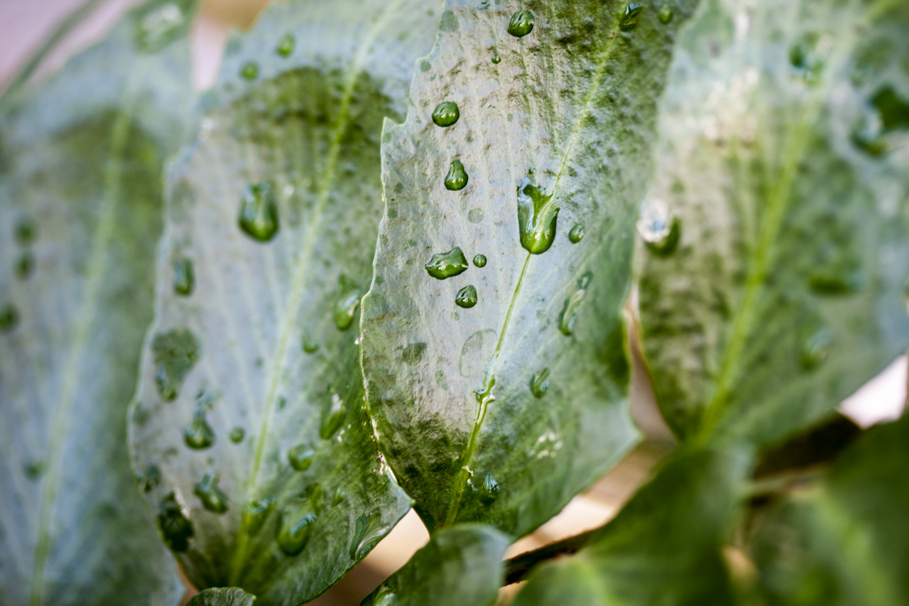 Gotas de agua en las hojas. © mateoht 1990-2013 - http://lafotodeldia.net