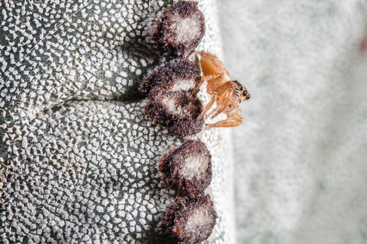 Araña en un cactus. © mateoht 1990-2013 - http://lafotodeldia.net