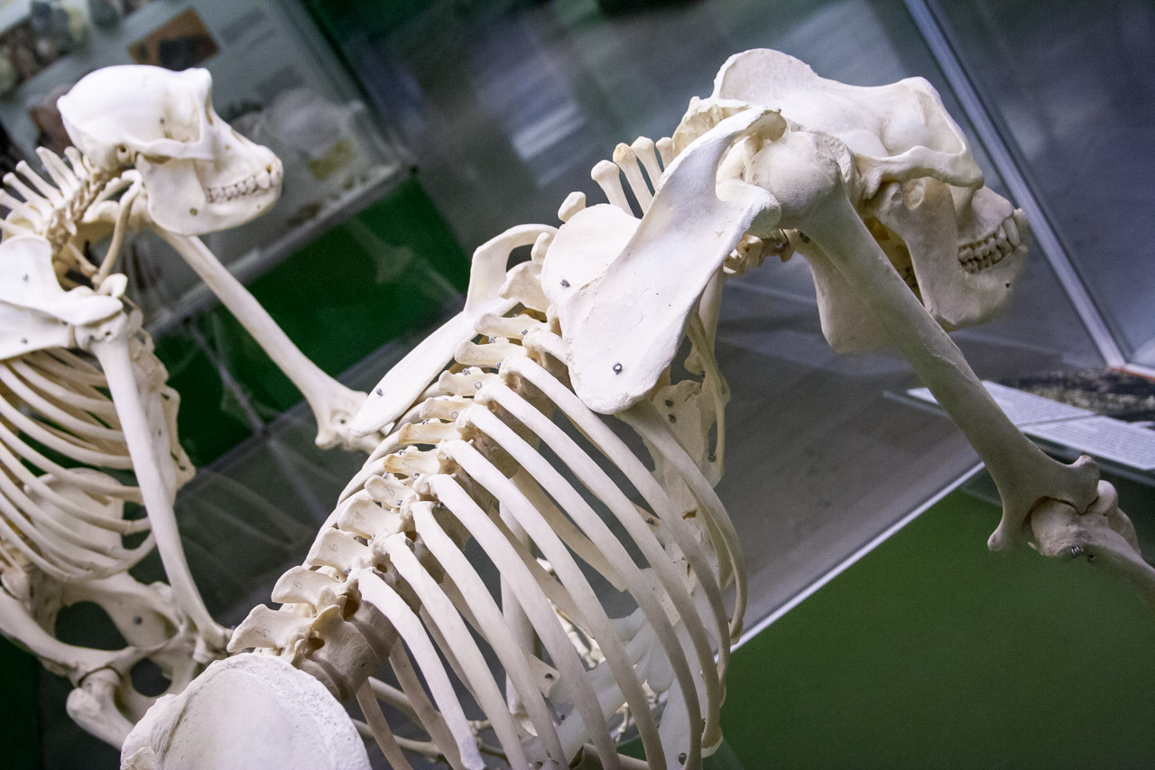 Museo arqueológico, Milán. © mateoht 1990-2013 - http://lafotodeldia.net