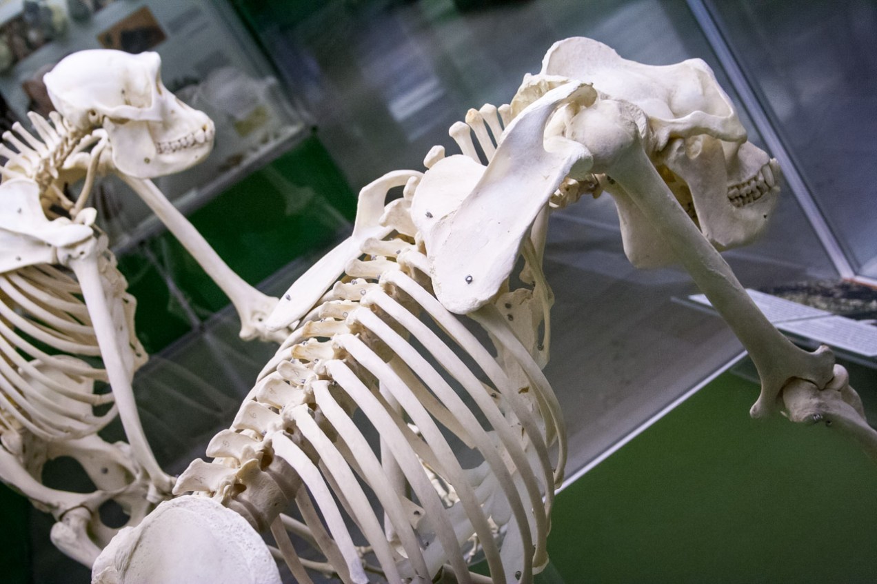 Museo arqueológico, Milán. © mateoht 1990-2013 - http://lafotodeldia.net