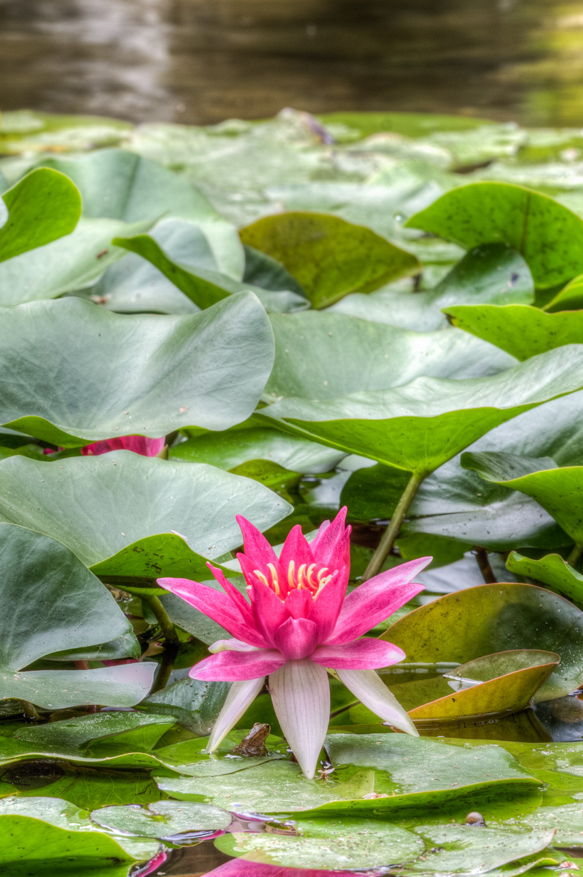 Nenúfar en el Jardín Botánico, Valencia. © mateoht 1990-2013 - http://lafotodeldia.net