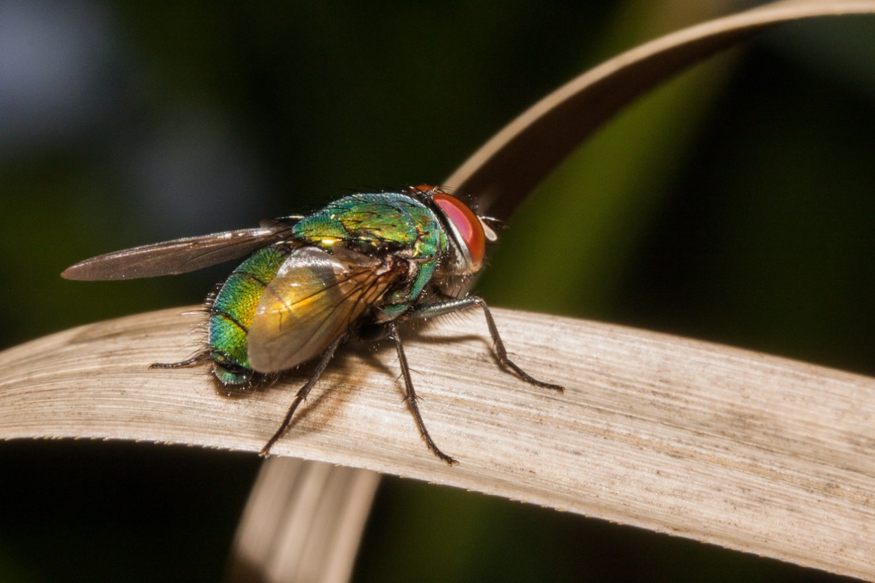 Mosca verde. Alcàsser. © mateoht 1990-2013 - http://lafotodeldia.net