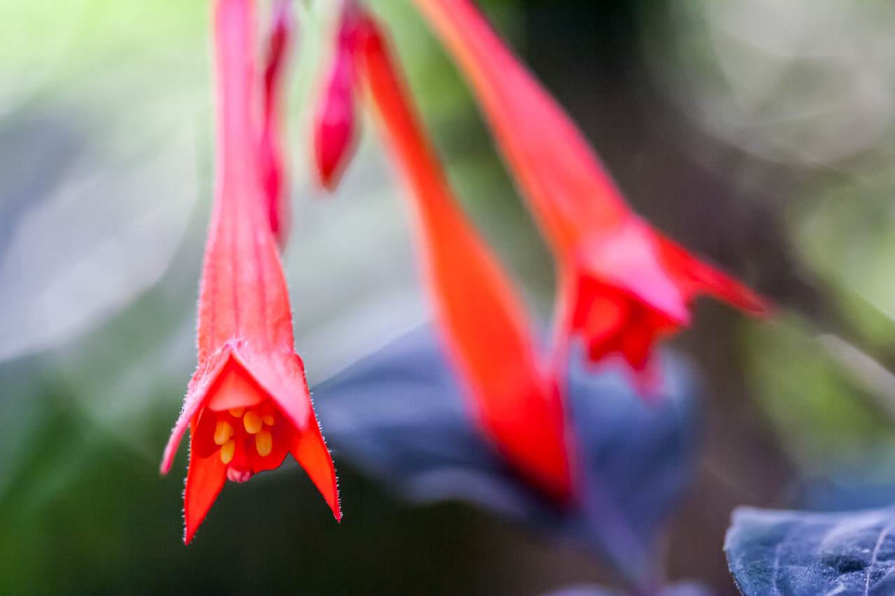 Flores rojas en el jardín botánico. © mateoht 1990-2013 - http://lafotodeldia.net