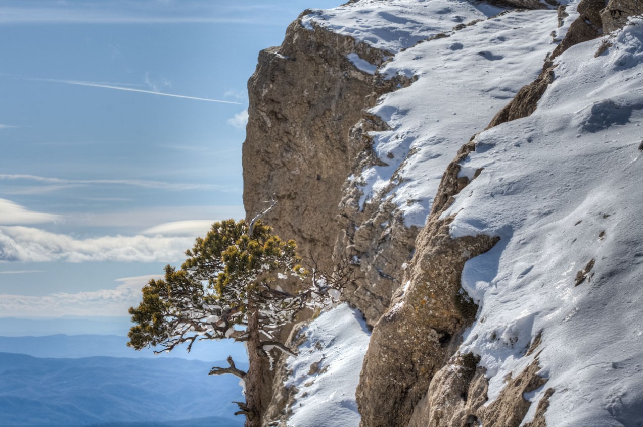 Pino en la cumbre del Penyagolosa, Castellón. © mateoht 1990-2013 - http://lafotodeldia.net