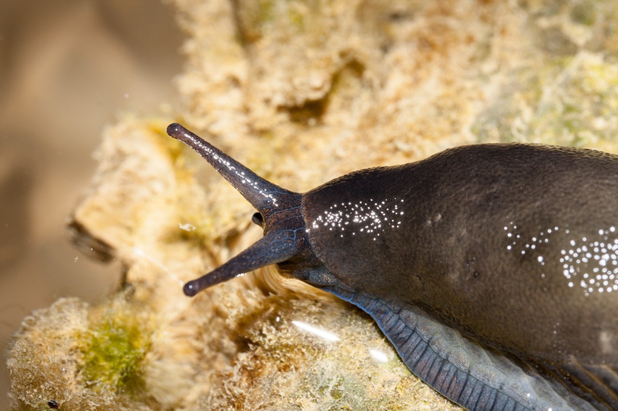 Babosa bebiendo, Asturias. © mateoht 1990-2013 - http://lafotodeldia.net