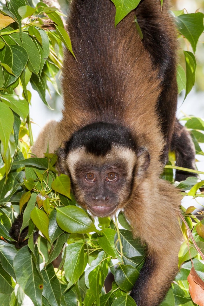 Mono en Terra Natura, Alicante.© mateoht 1990-2013 - http://lafotodeldia.net