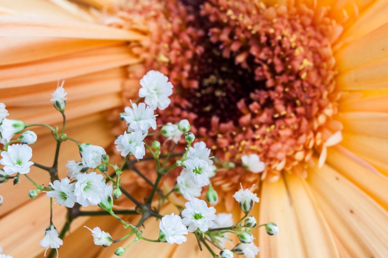Flores en Alcasser. © mateoht 1990-2013 - http://lafotodeldia.net