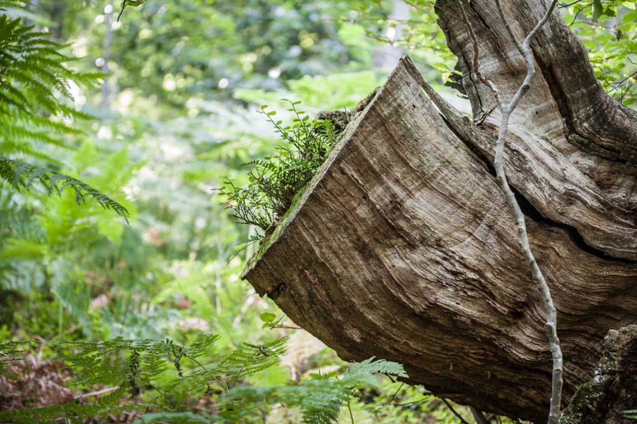 Helechos en el bosque, Asturias. © mateoht 1990-2013 - http://lafotodeldia.net