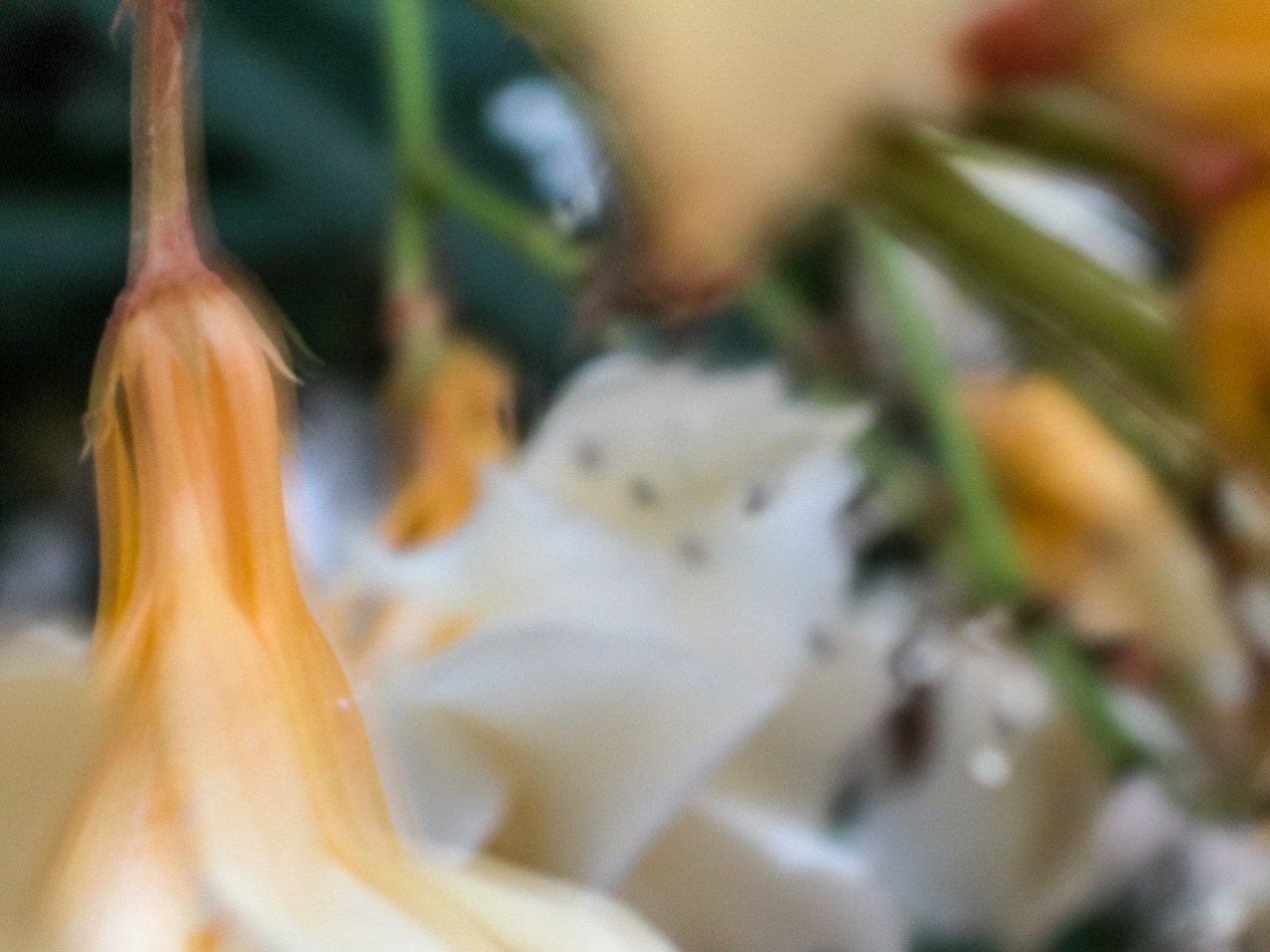 Flores en el jardín, Alcasser. © mateoht 1990-2013 - http://lafotodeldia.net