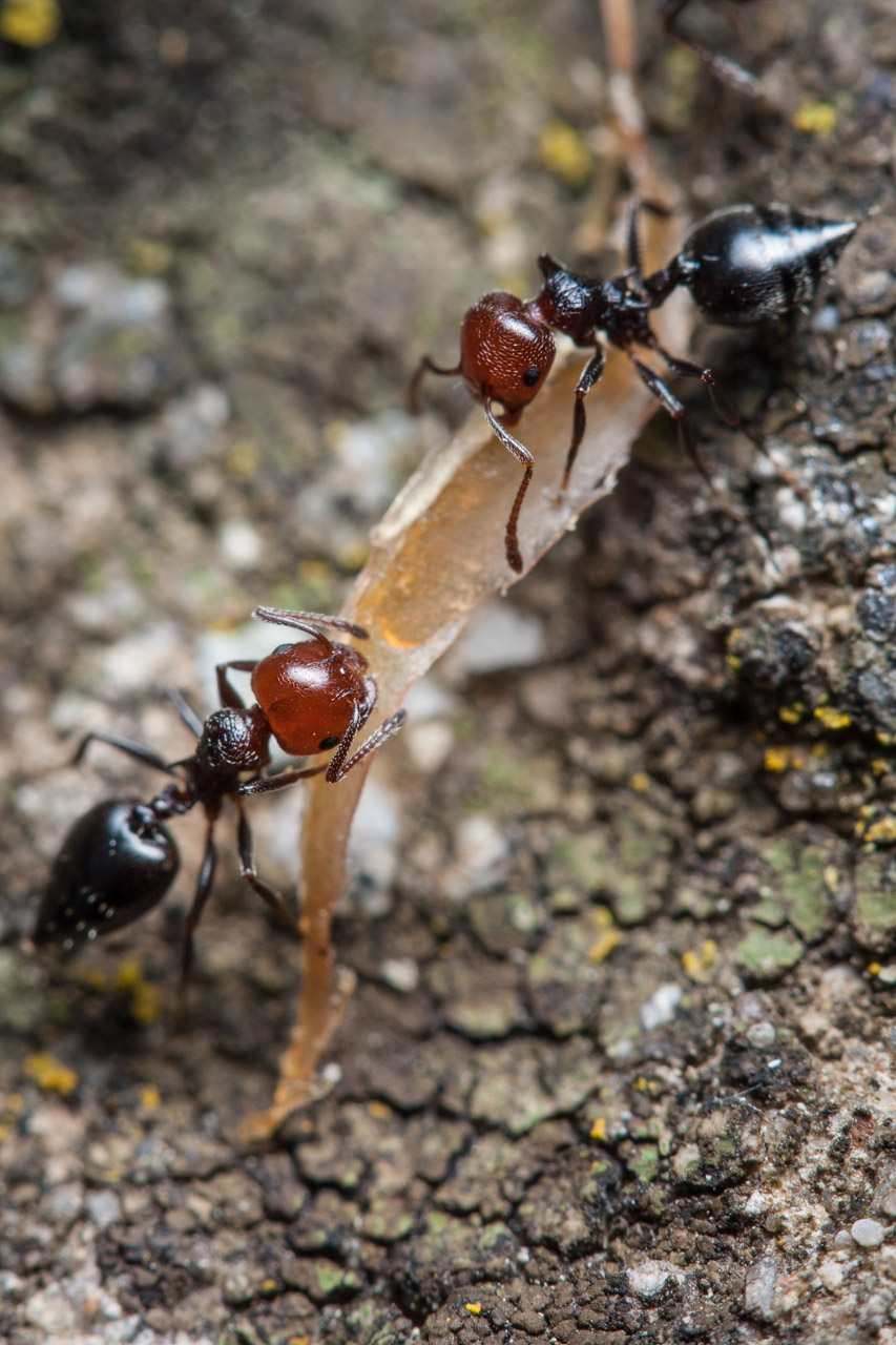 Hormigas recogiendo comida. © mateoht 1990-2013 - http://lafotodeldia.net
