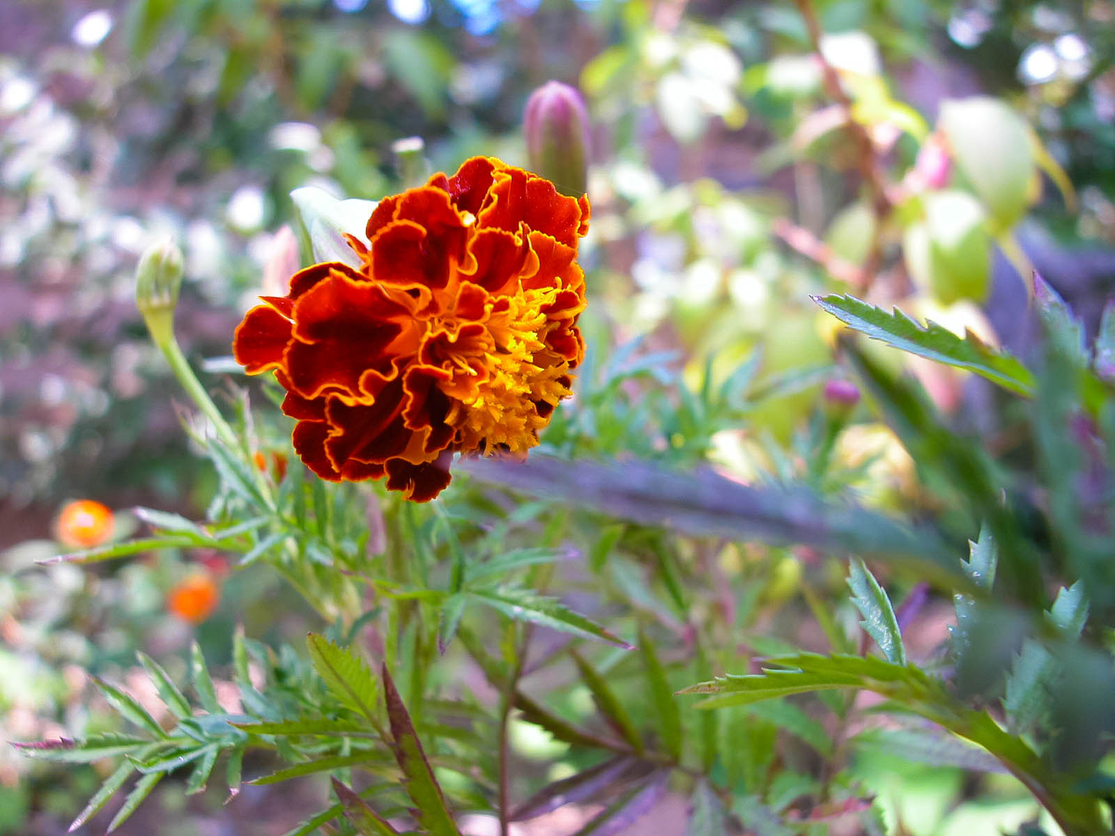 Flor en jardín, La Bourboulle, Francia. © mateoht 1990-2013 - http://lafotodeldia.net