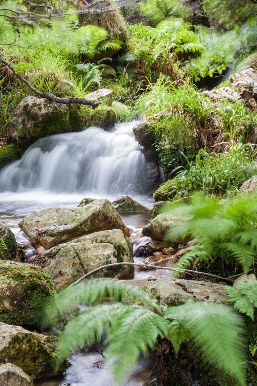 Bosque en Pola de Laviana, Asturias. © mateoht 1990-2013 - http://lafotodeldia.net