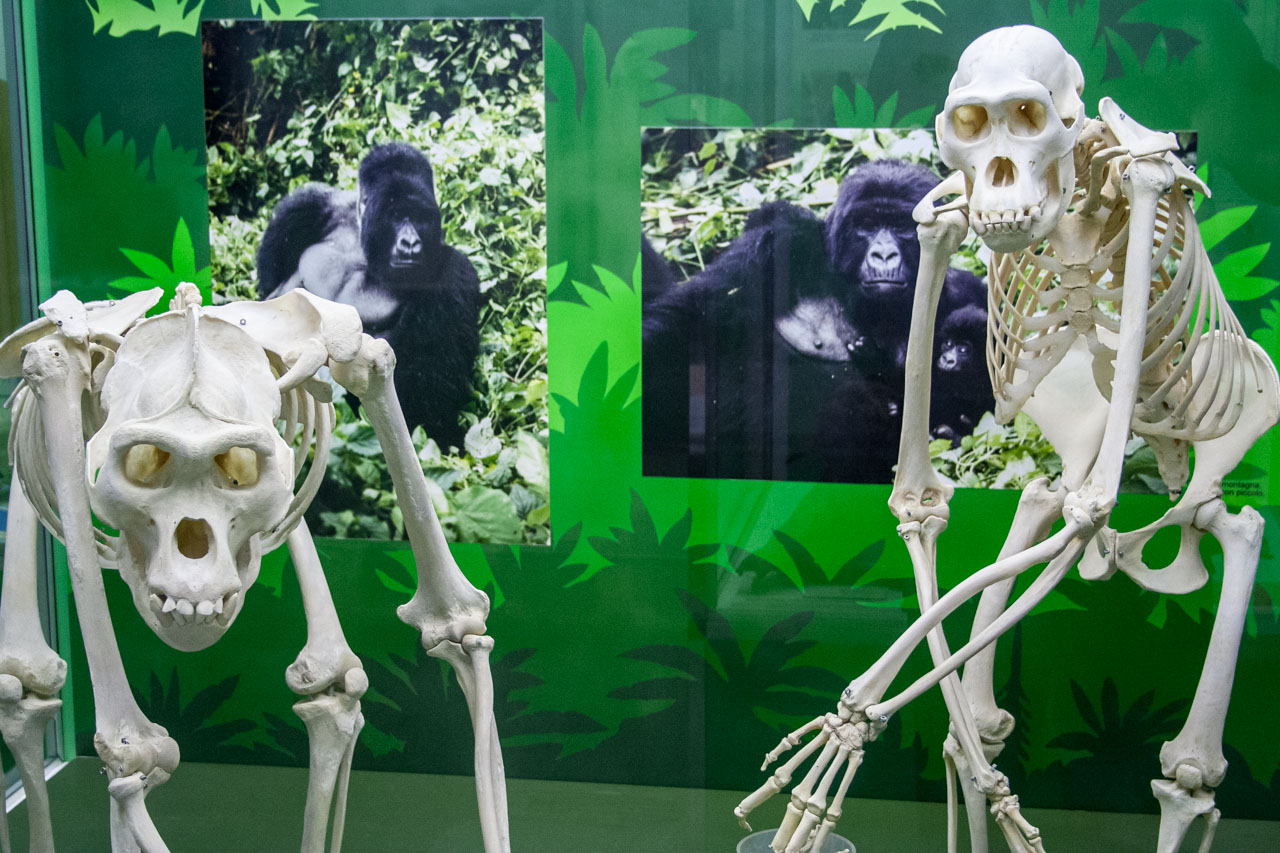 Museo de Ciencias Naturales, Milán. © mateoht 1990-2013 - http://lafotodeldia.net