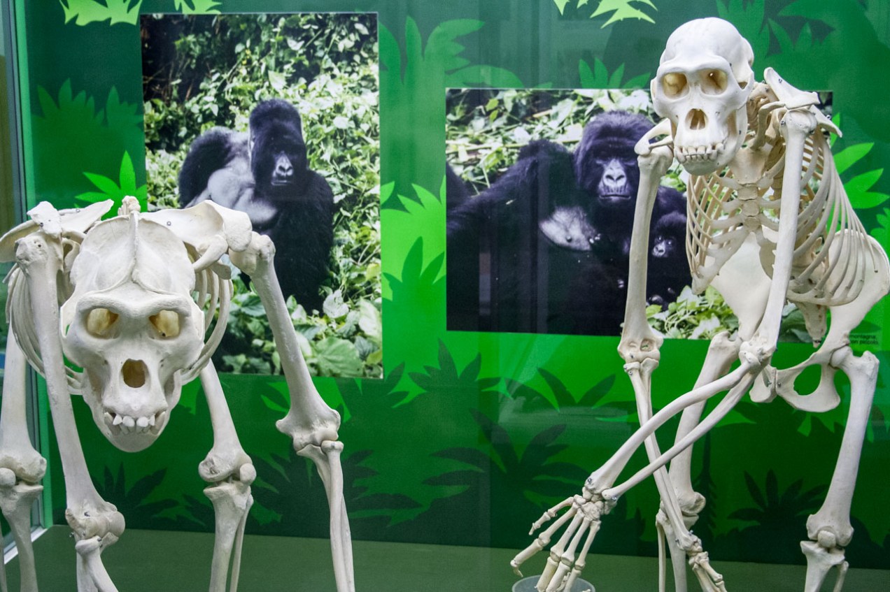 Museo de Ciencias Naturales, Milán. © mateoht 1990-2013 - http://lafotodeldia.net