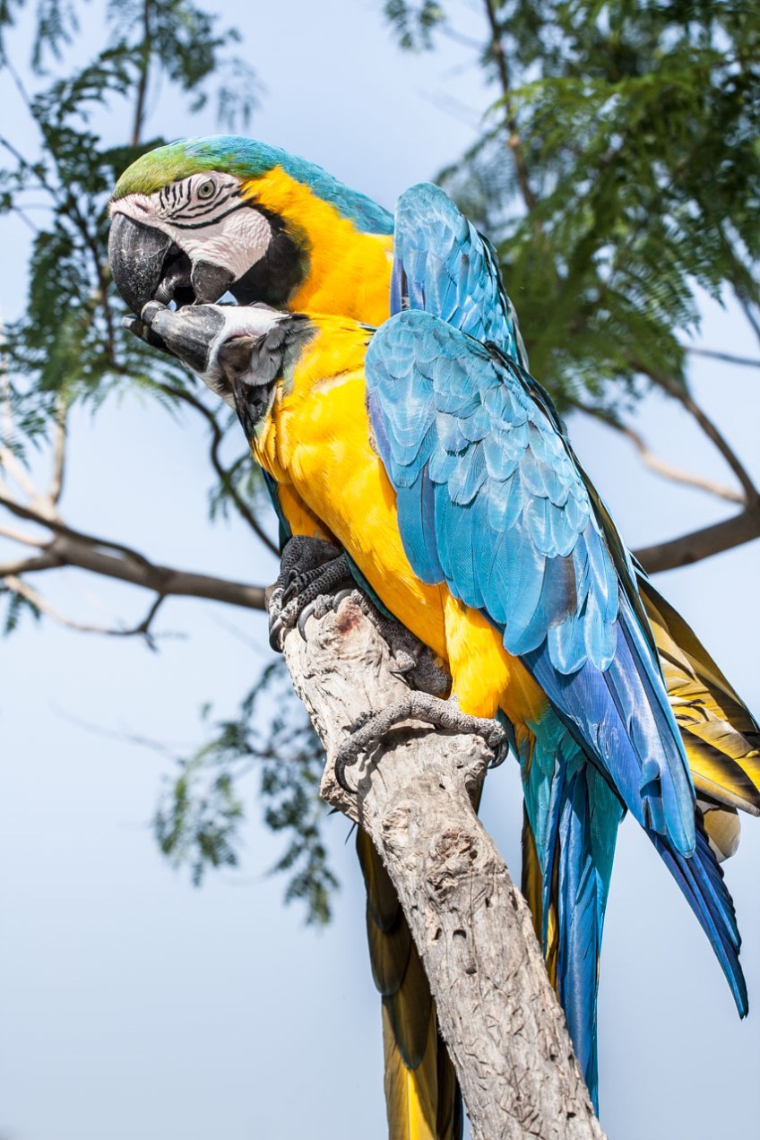 Papagayos en una rama, Terra Natura, Alicante. © mateoht 1990-2013 - http://lafotodeldia.net