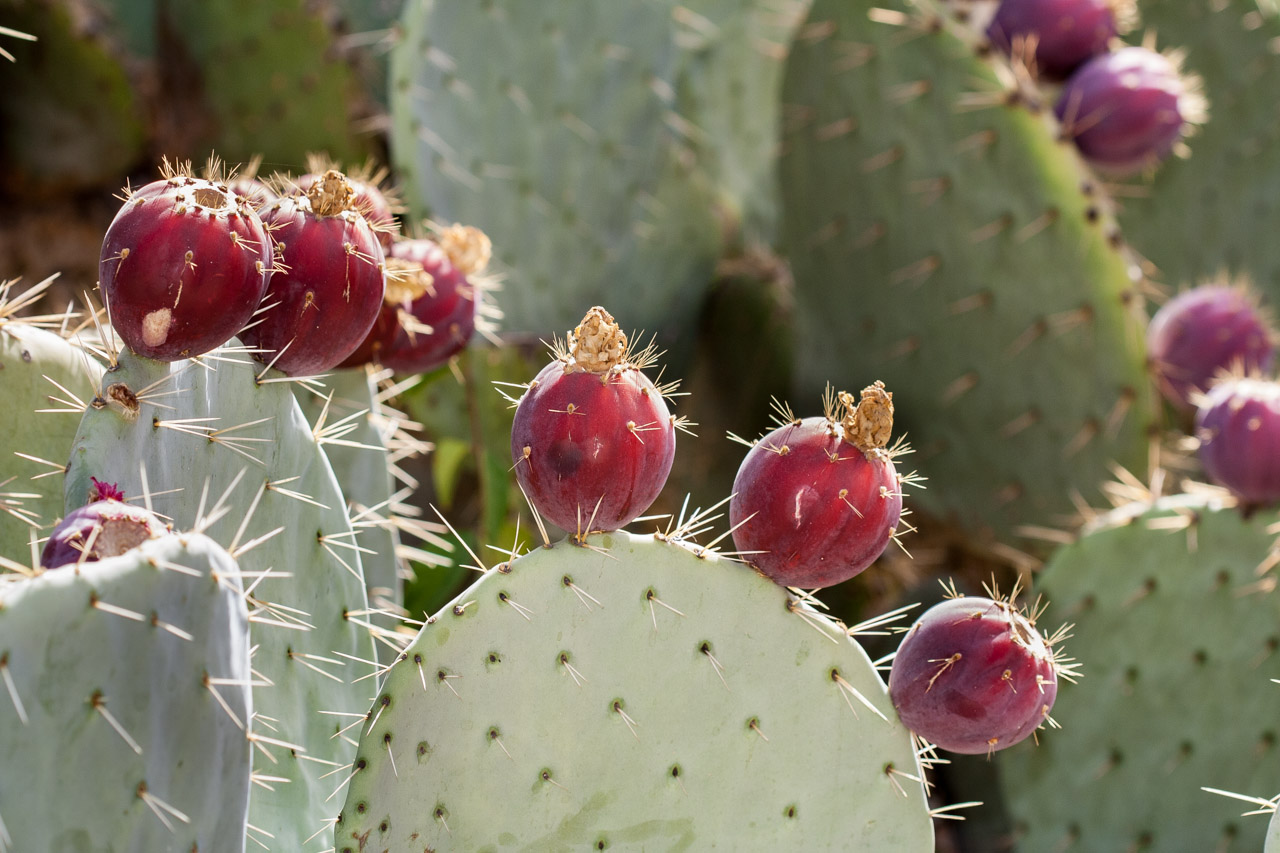 Piteras en el campo. © mateoht 1990-2013 - http://lafotodeldia.net