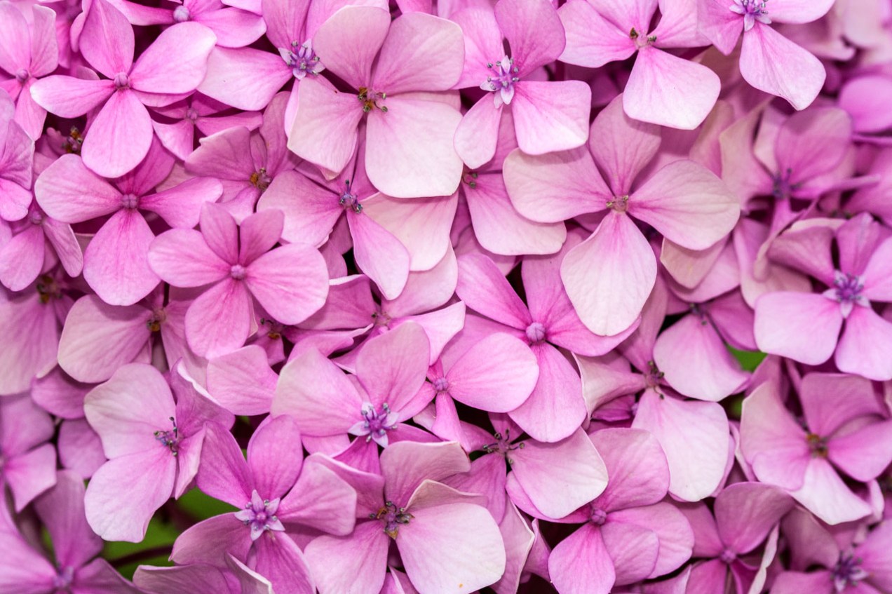 Flores en jardín, Lisboa. © mateoht 1990-2013 - http://lafotodeldia.net