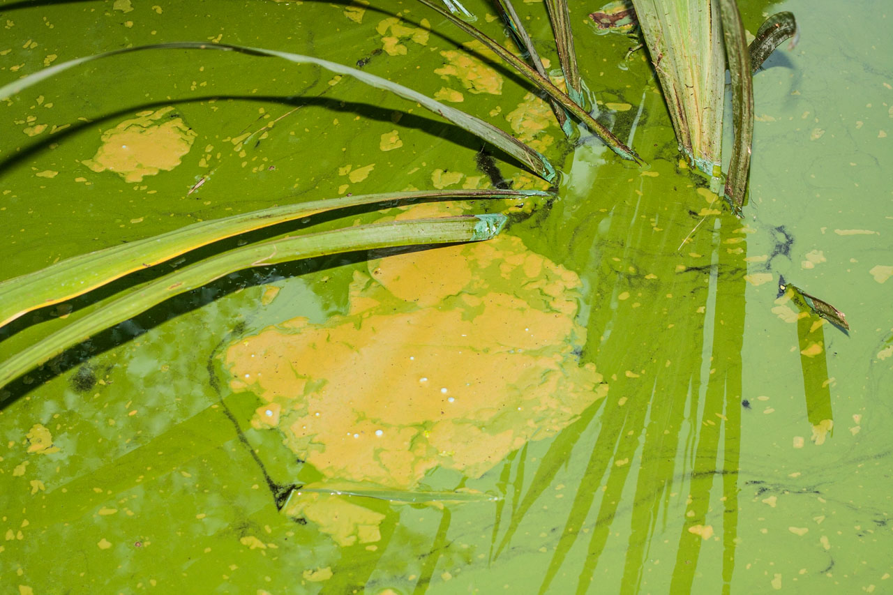 Pintura en un estanque, Brooklyn, New York. © mateoht 1990-2013 - http://lafotodeldia.net