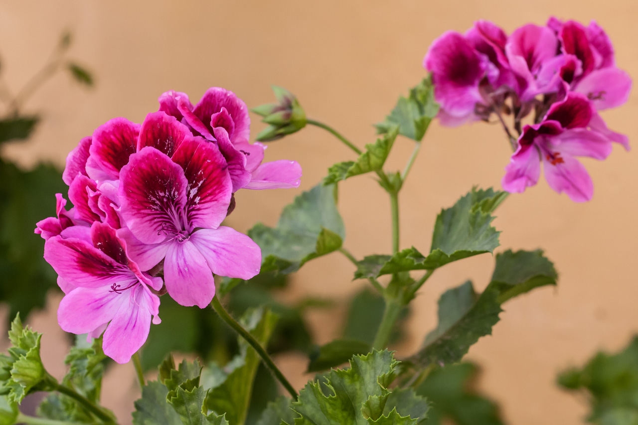 Flor del jardín. © mateoht 1990-2013 - http://lafotodeldia.net