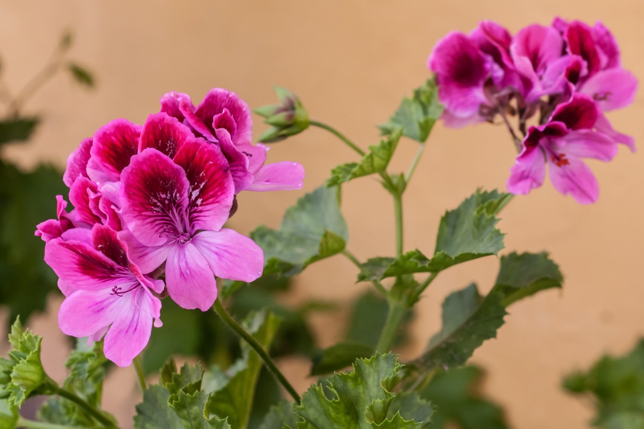 Flor del jardín. © mateoht 1990-2013 - http://lafotodeldia.net