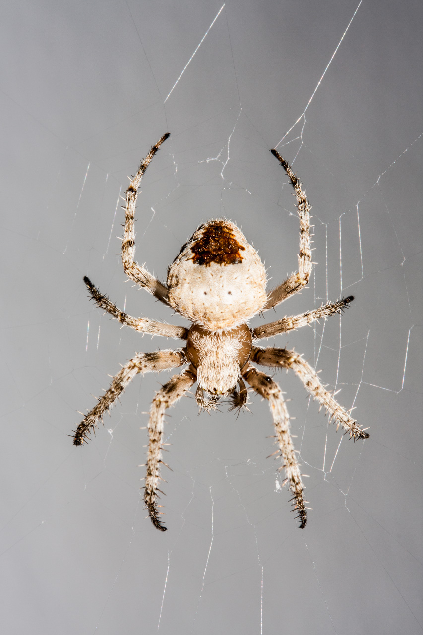 Araña fabricando su tela. © mateoht 1990-2014 - http://lafotodeldia.net