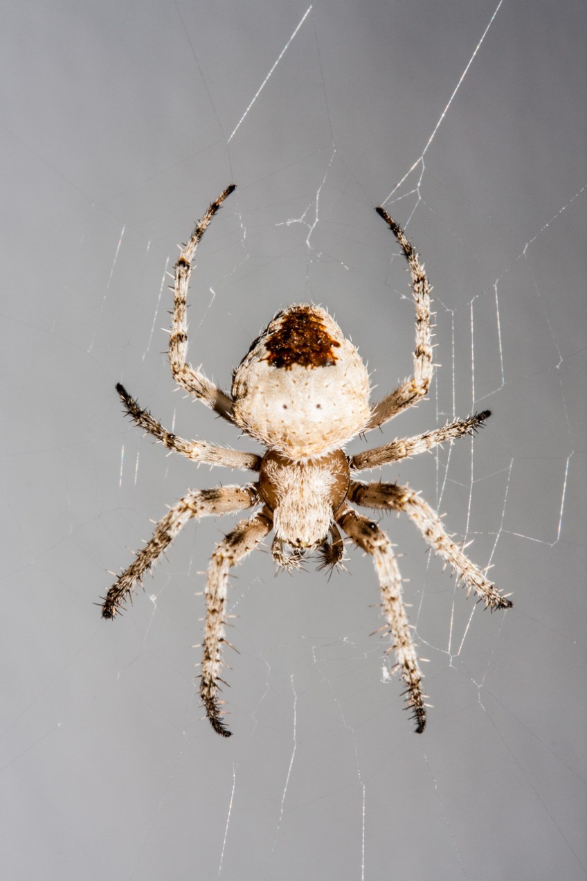 Araña fabricando su tela. © mateoht 1990-2014 - http://lafotodeldia.net