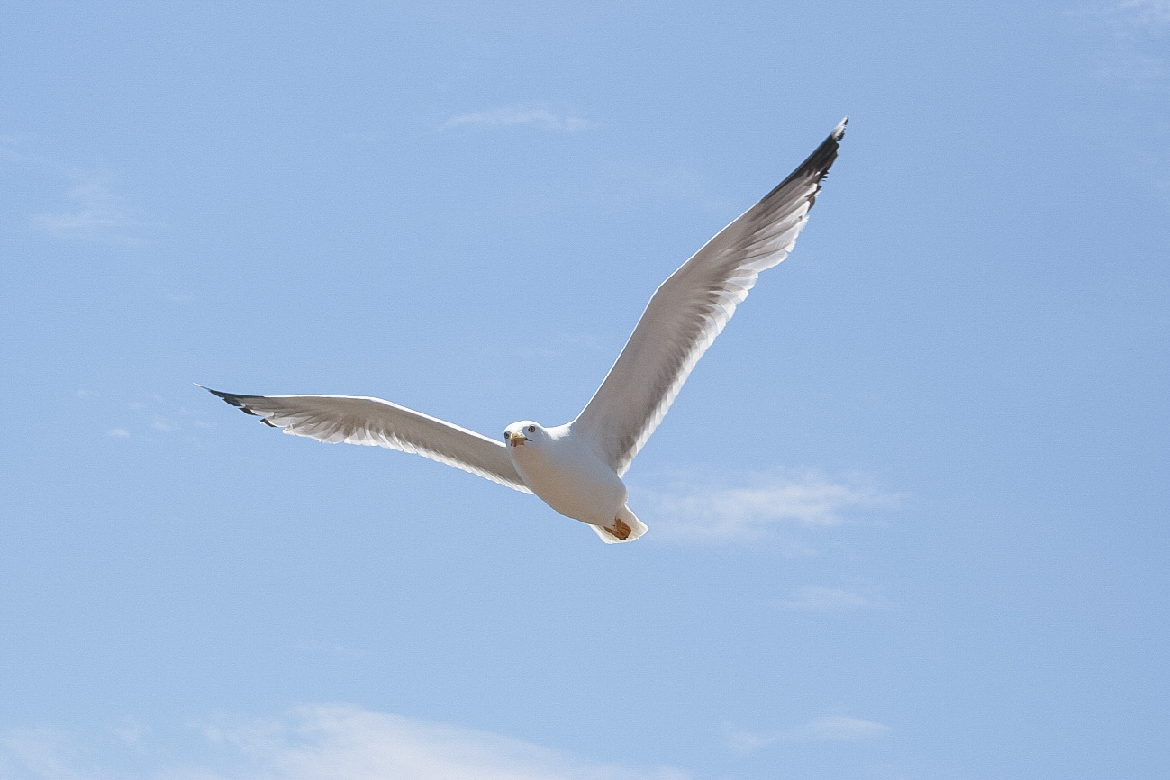 Gaviota en Tabarca, Alicante. © mateoht 1990-2013 - http://lafotodeldia.net