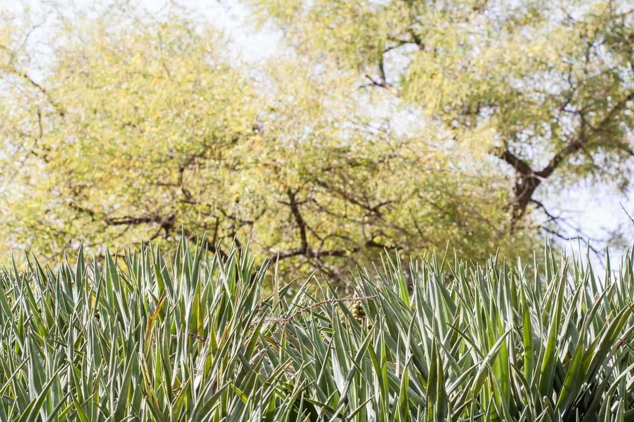 Jardín Botánico, Lisboa. © mateoht 1990-2013 - http://lafotodeldia.net