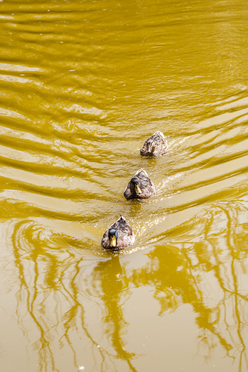 Patos en un estanque, Lisboa. © mateoht 1990-2013 - http://lafotodeldia.net