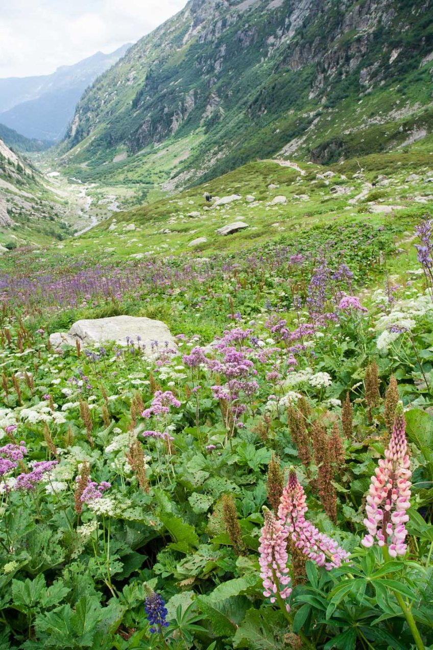Flores en el valle, Le Brévent, Chamonix, Francia.© mateoht 1990-2013 - http://lafotodeldia.net
