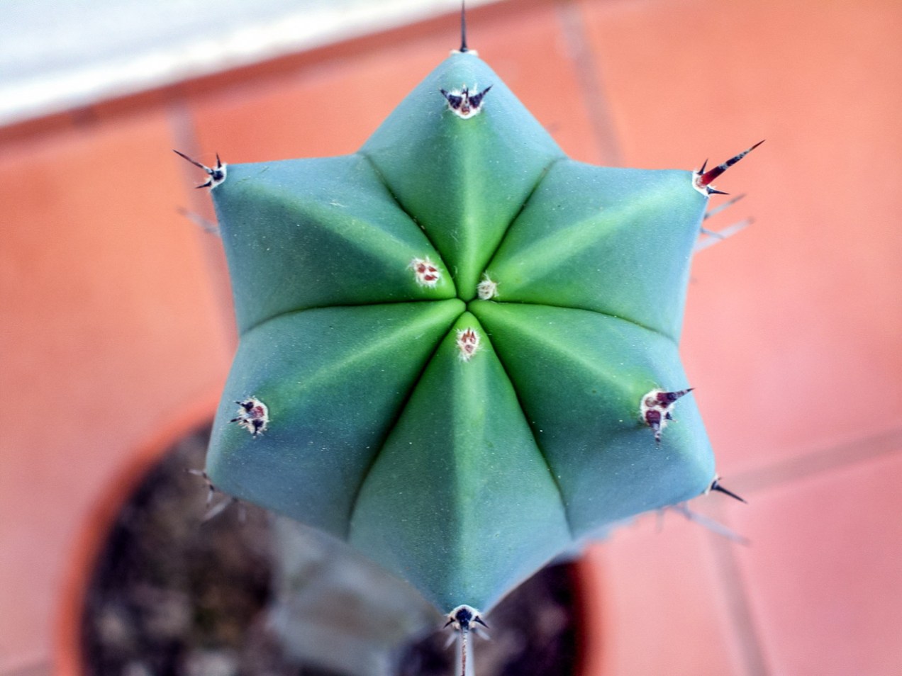 Cactus en mi casa, Alcasser, Valencia © mateoht 1990-2014 - http://lafotodeldia.net